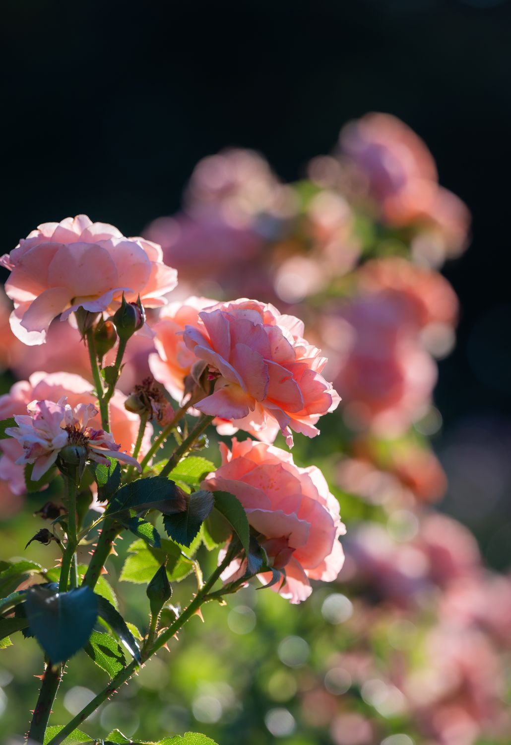 Pink Roses Sun Pink roses in the sun with blurred background · Free Stock Photo
