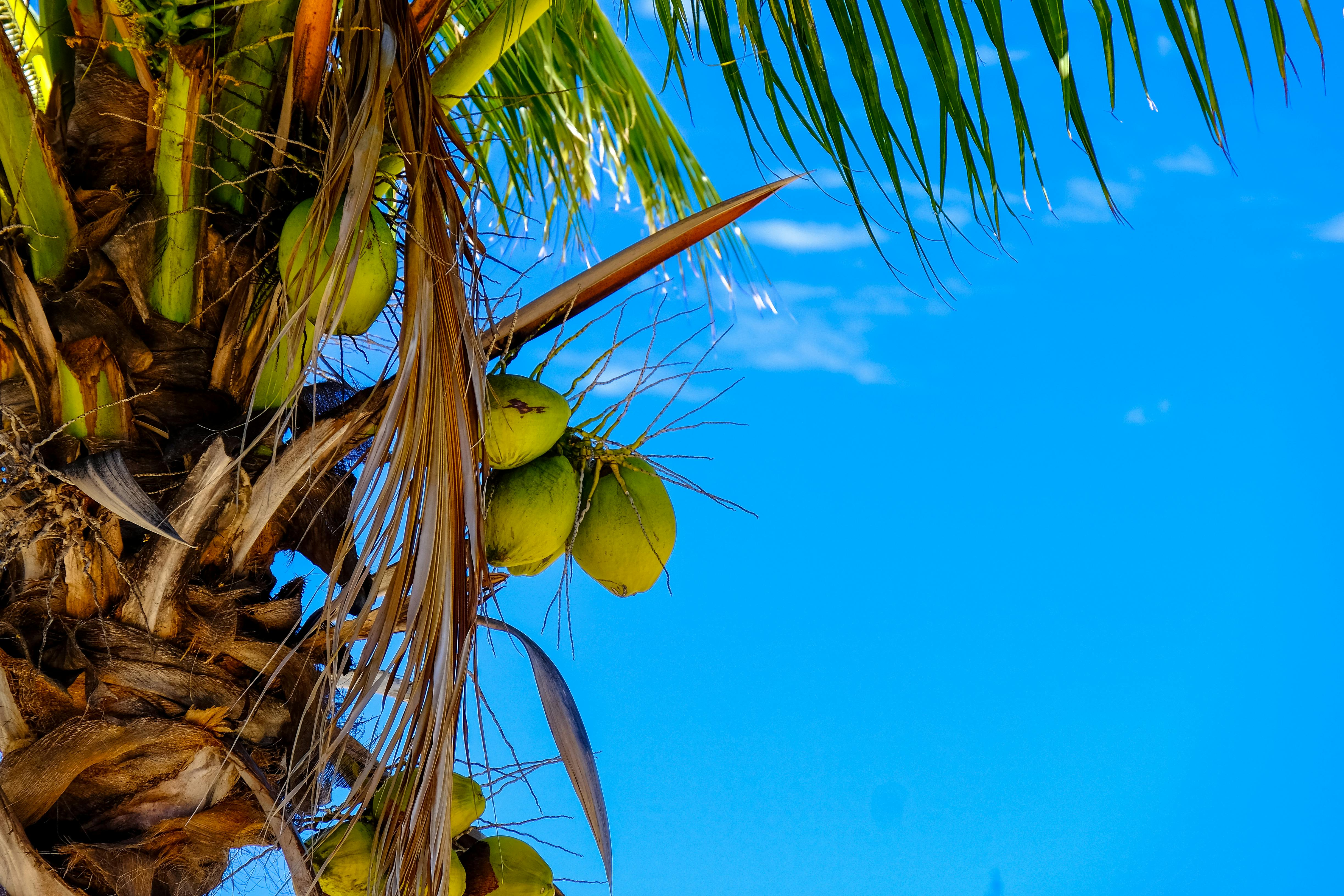 ảnh Cây Dừa Trong Hoàng Hôn Tải Xuống Miễn Phí ảnh Đảo lớn bờ biển bờ biển  buổi tối hawaii bình dị sóng tự nhiên ngoài trời cây cọ thiên đường biển