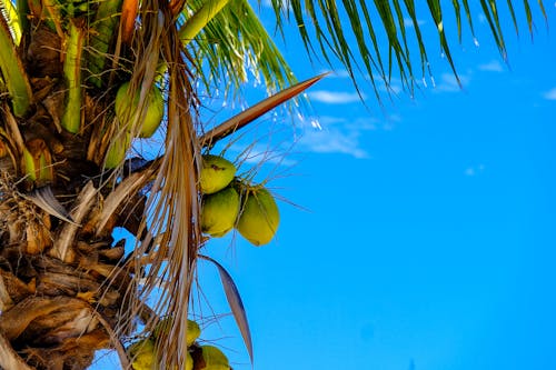 Free Coconut Tree With Coconuts Stock Photo