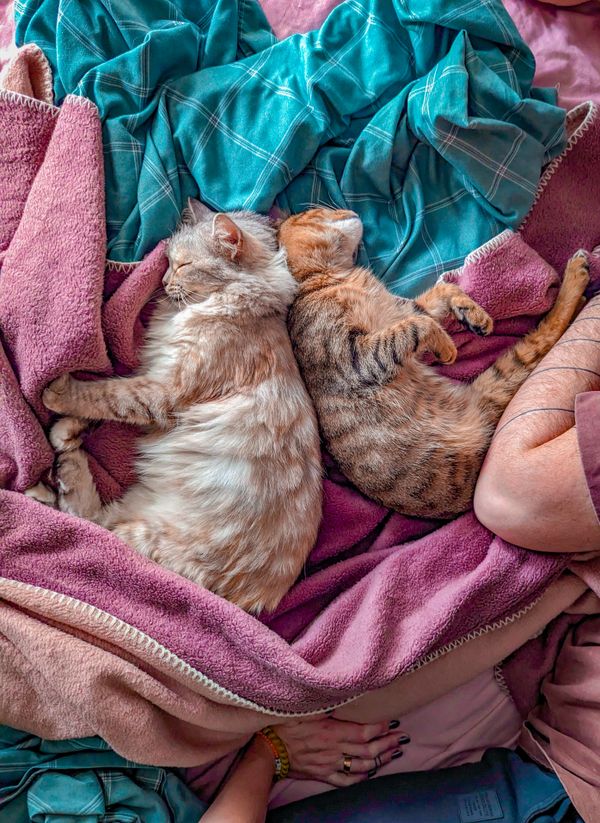 Two cats asleep together on soft bedding