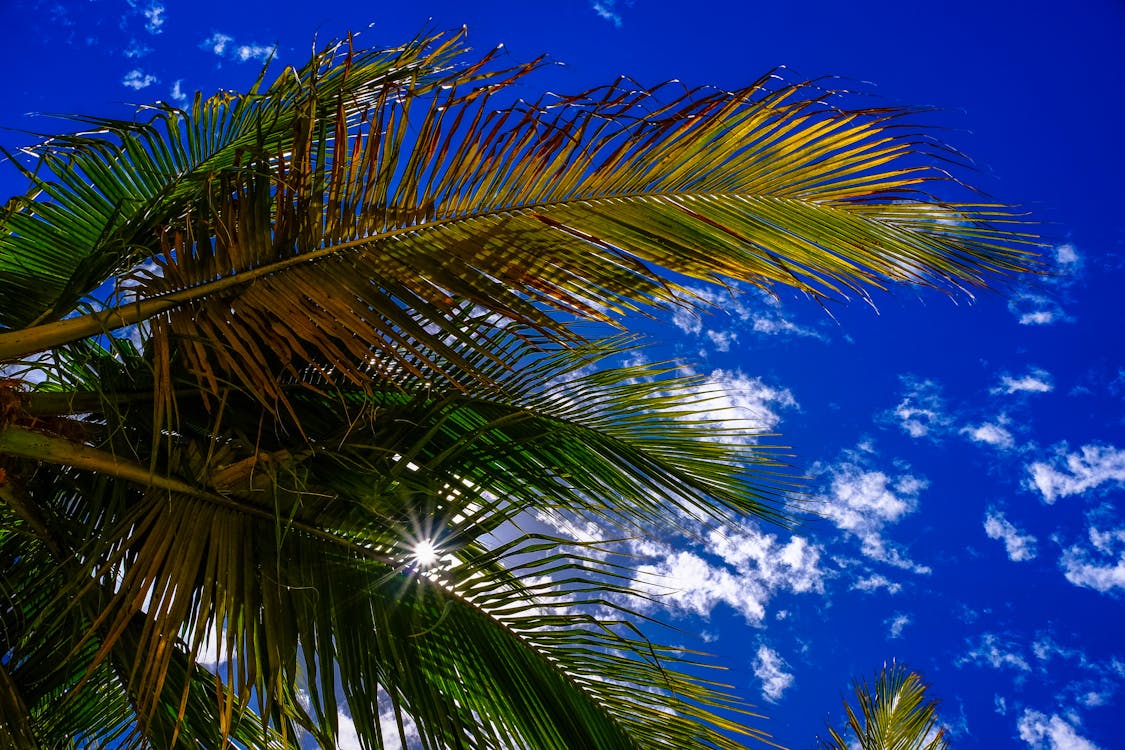 無料 ココナッツの木のローアングル写真 写真素材