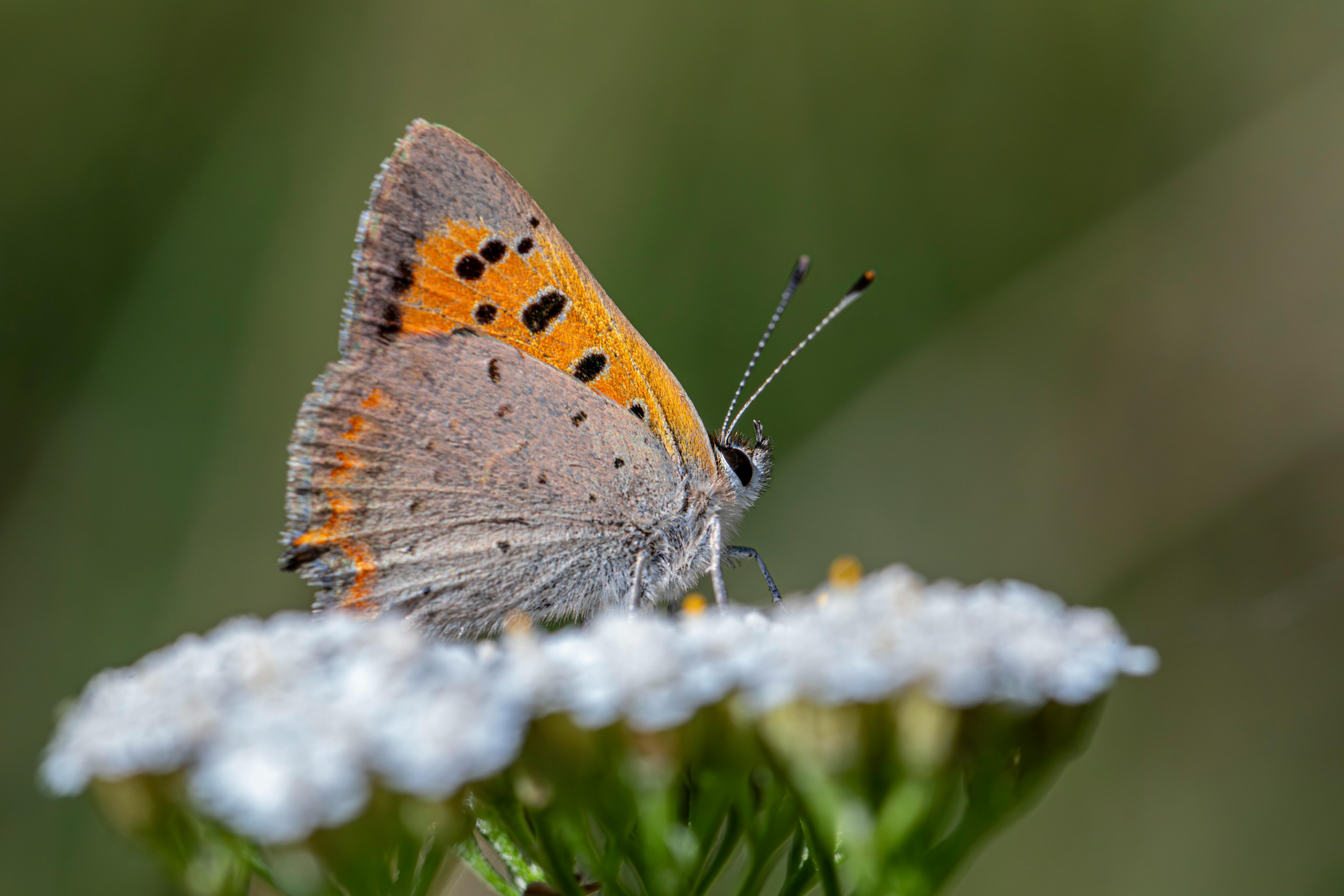 a small brown and orange butterfly sitting on top of a flower