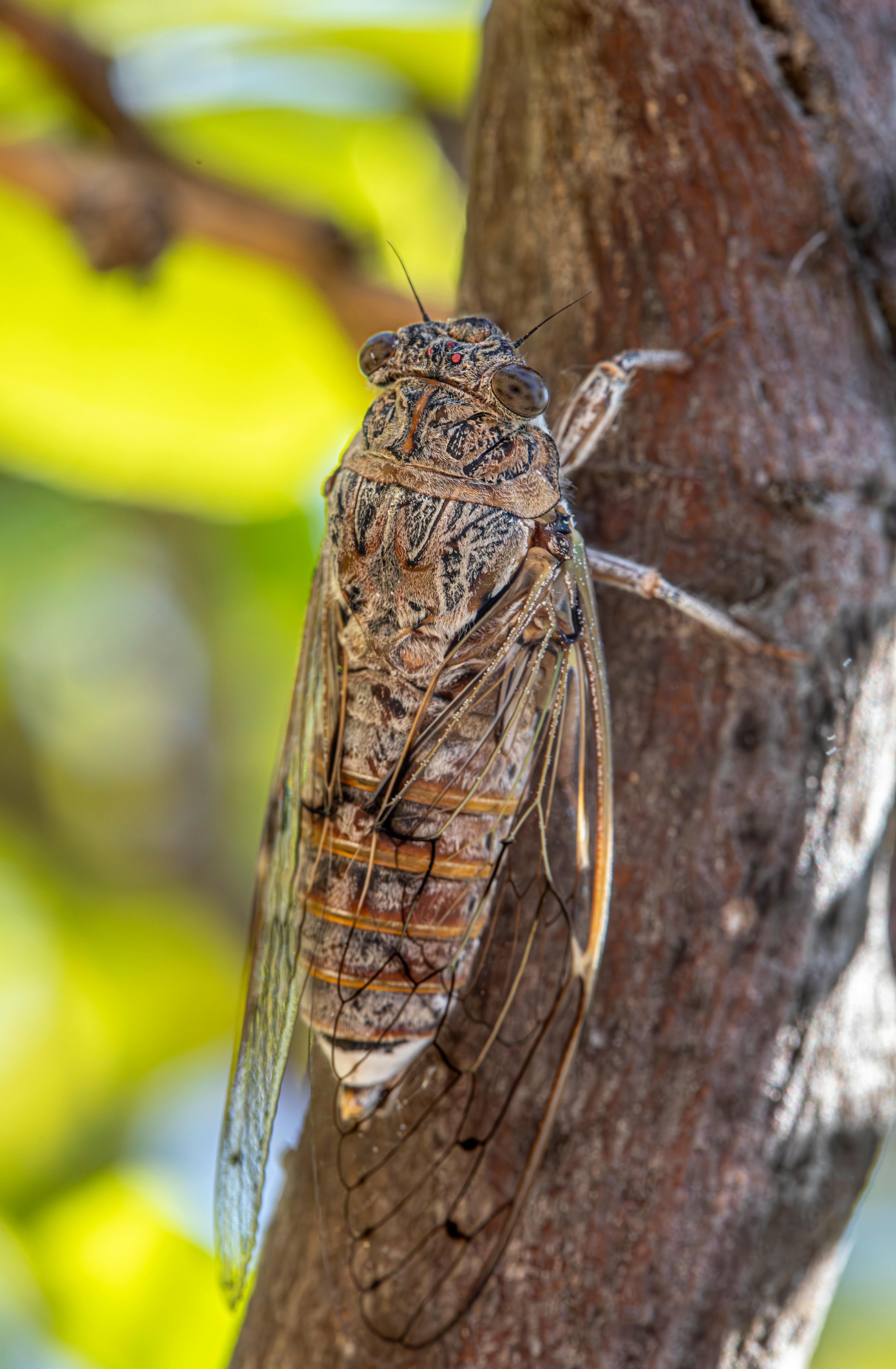 A cicada is perched on a tree branch