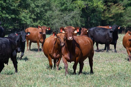 Herd of Brown and Black Cattle on Grass Field