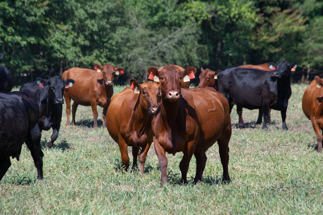 Gratis stockfoto met beesten, boerderij, grasveld