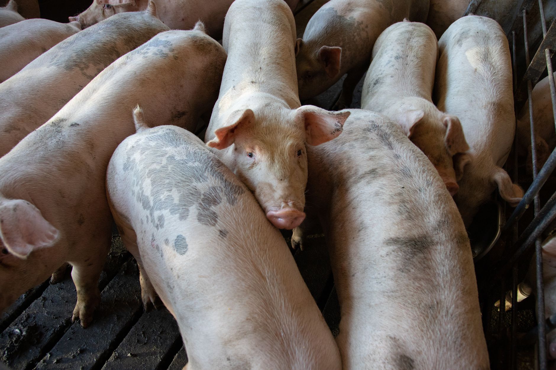 Pigs in industrial factory farm