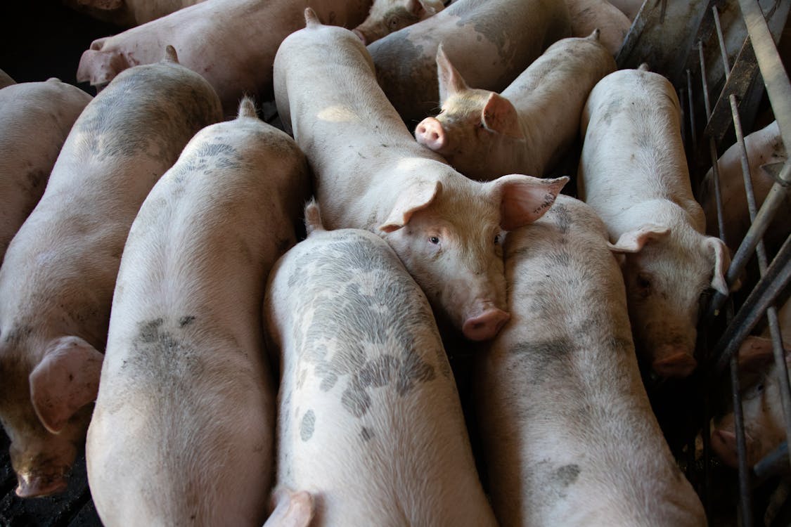 Gratis Fotos de stock gratuitas de agricultura, animales, canalla Foto de stock