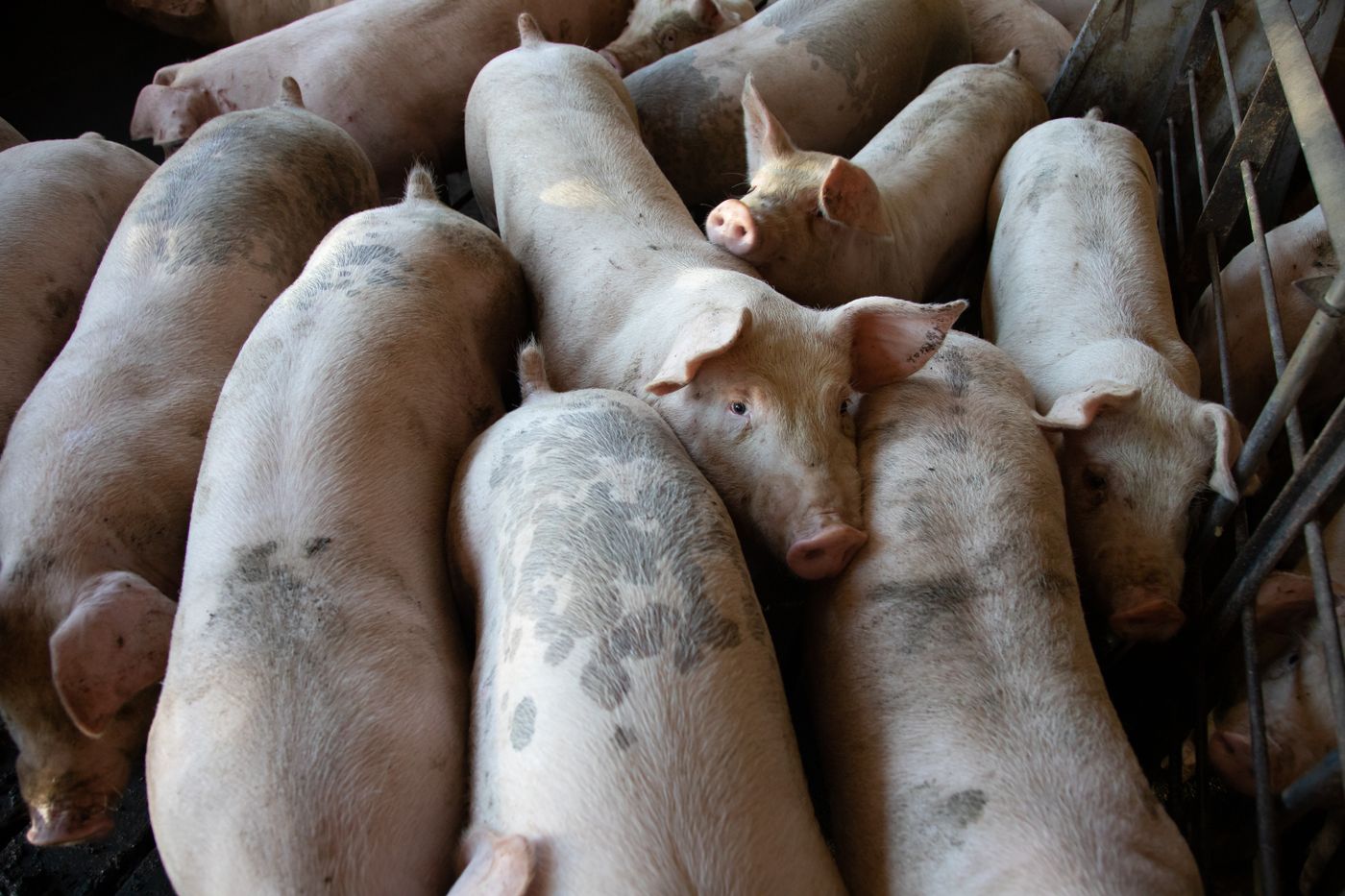 วิธีเลี้ยงหมูขุนสำหรับมือใหม่: พื้นที่ โรงเรือน อาหาร และการดูแลรายวัน