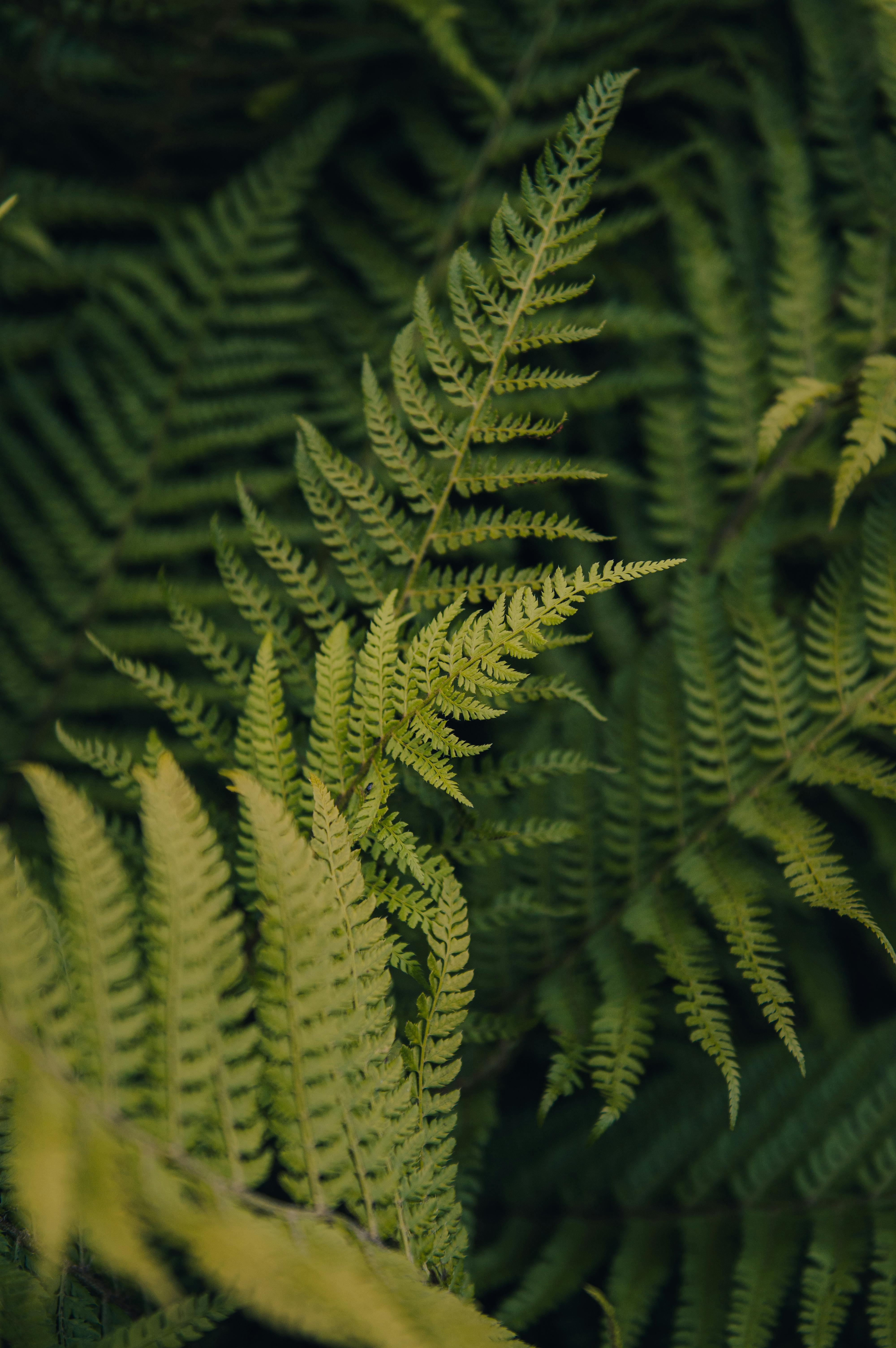 Close-up of vibrant green fern fronds in an English botanical garden, showcasing natural beauty.