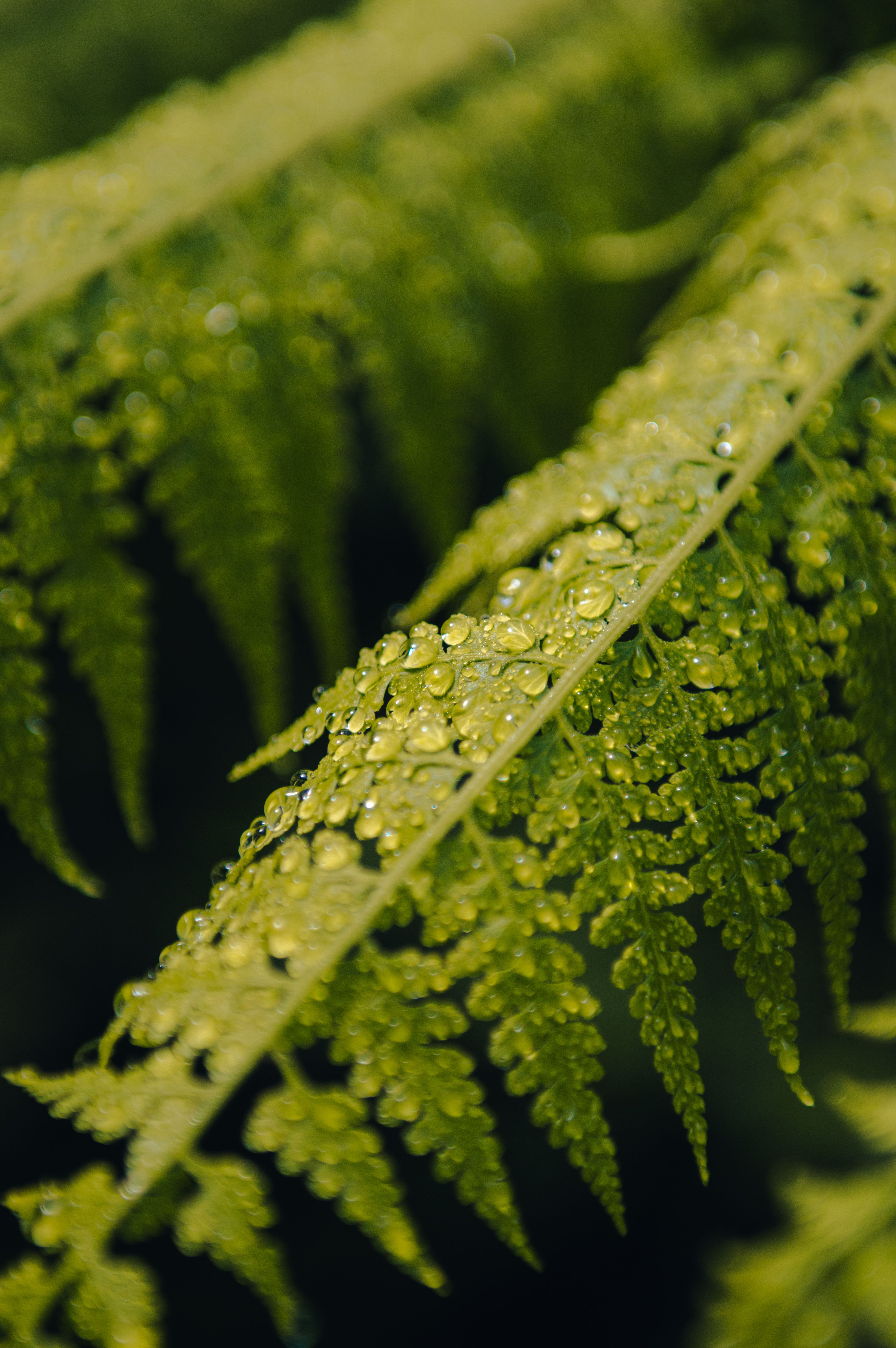 Macro shot of dew-covered fern leaves highlighting lush greenery in a botanical garden.