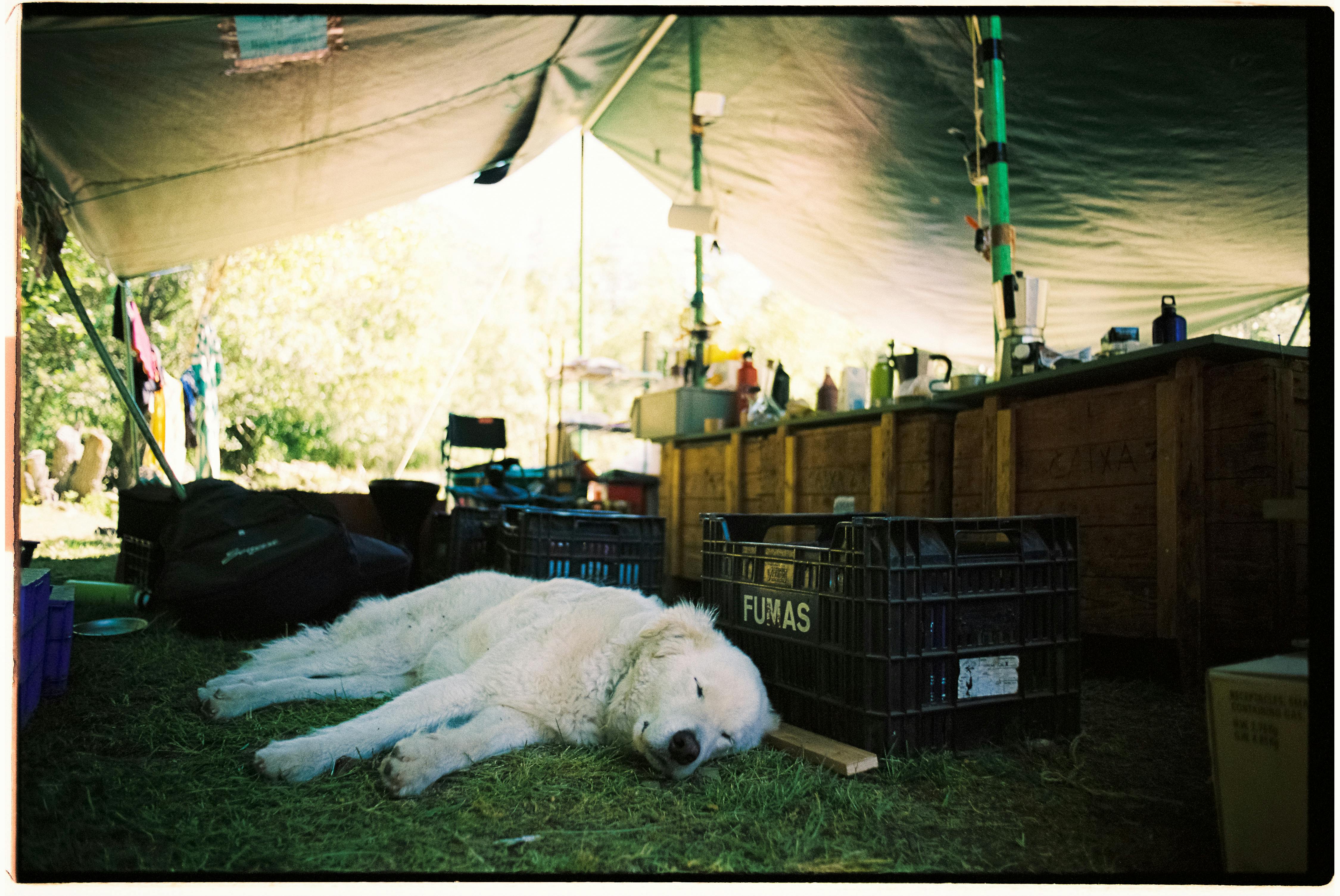 Dog Sleeping next to Crates