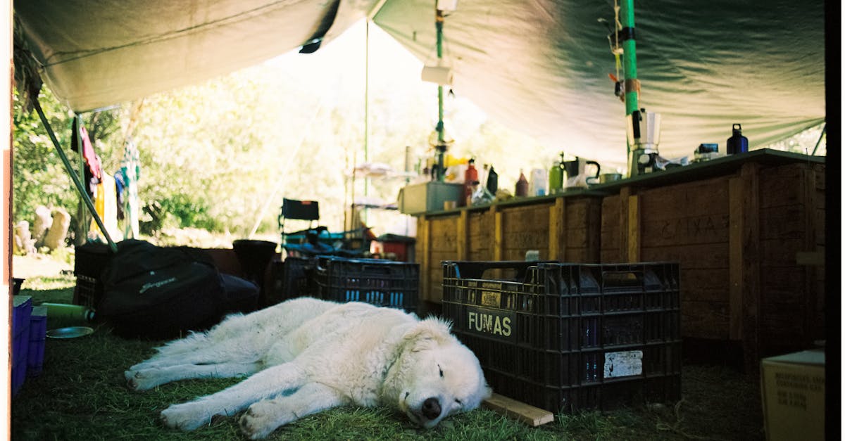 A white dog laying on the grass next to a tent