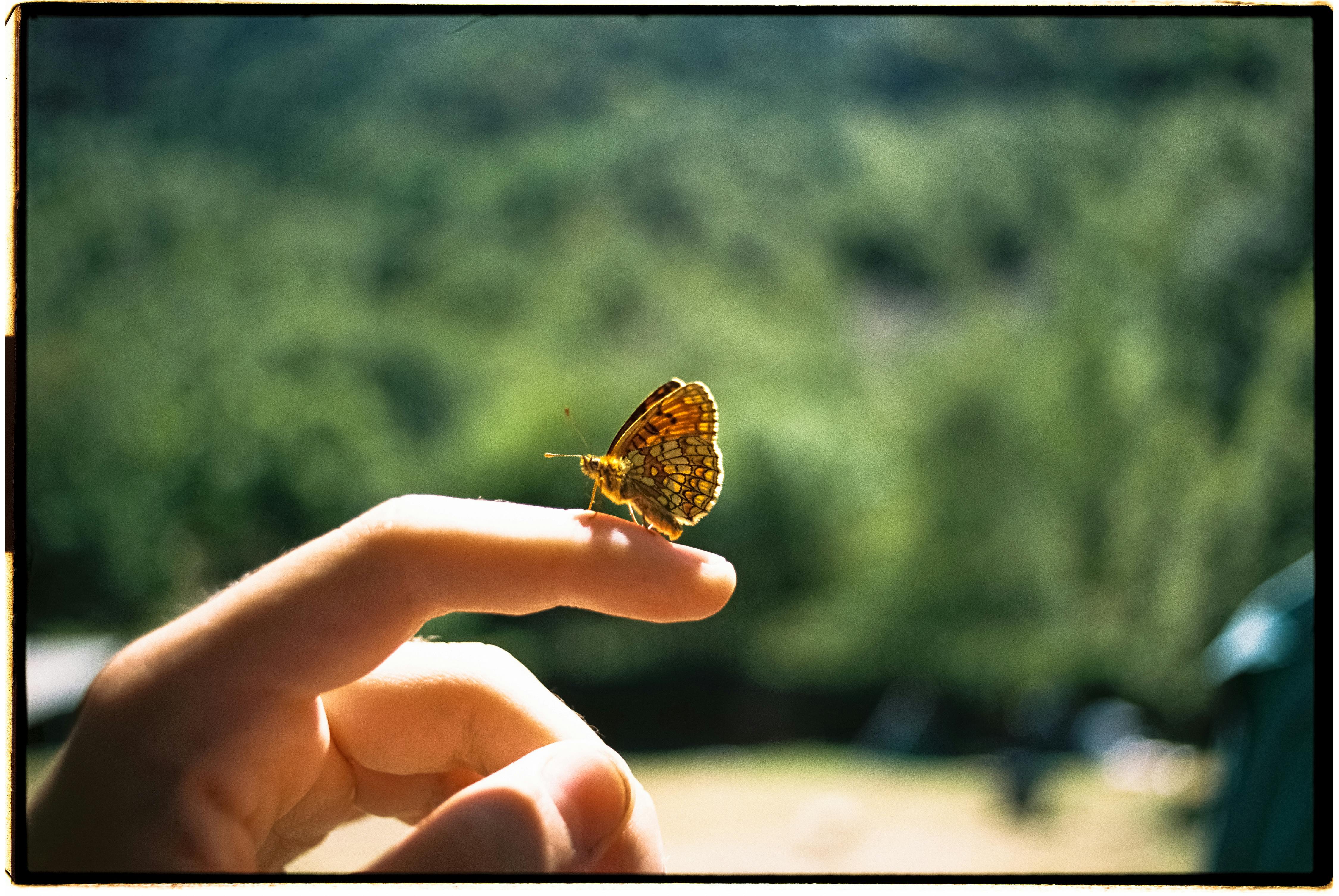 A delicate butterfly perches on a finger, capturing a peaceful moment in nature under the summer sun.