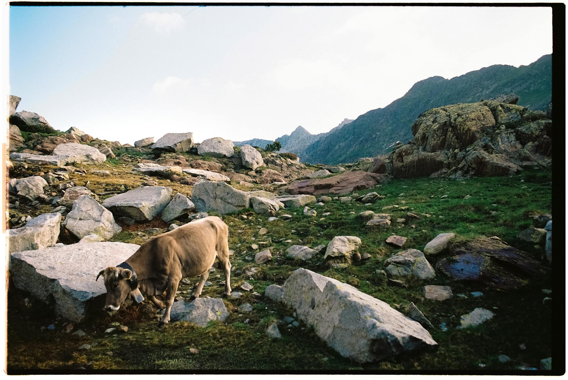 Cow Walking on a Rocky Hillside in the Mountains