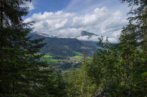 Imagine de stoc gratuită din arbori, Austria, panoramă