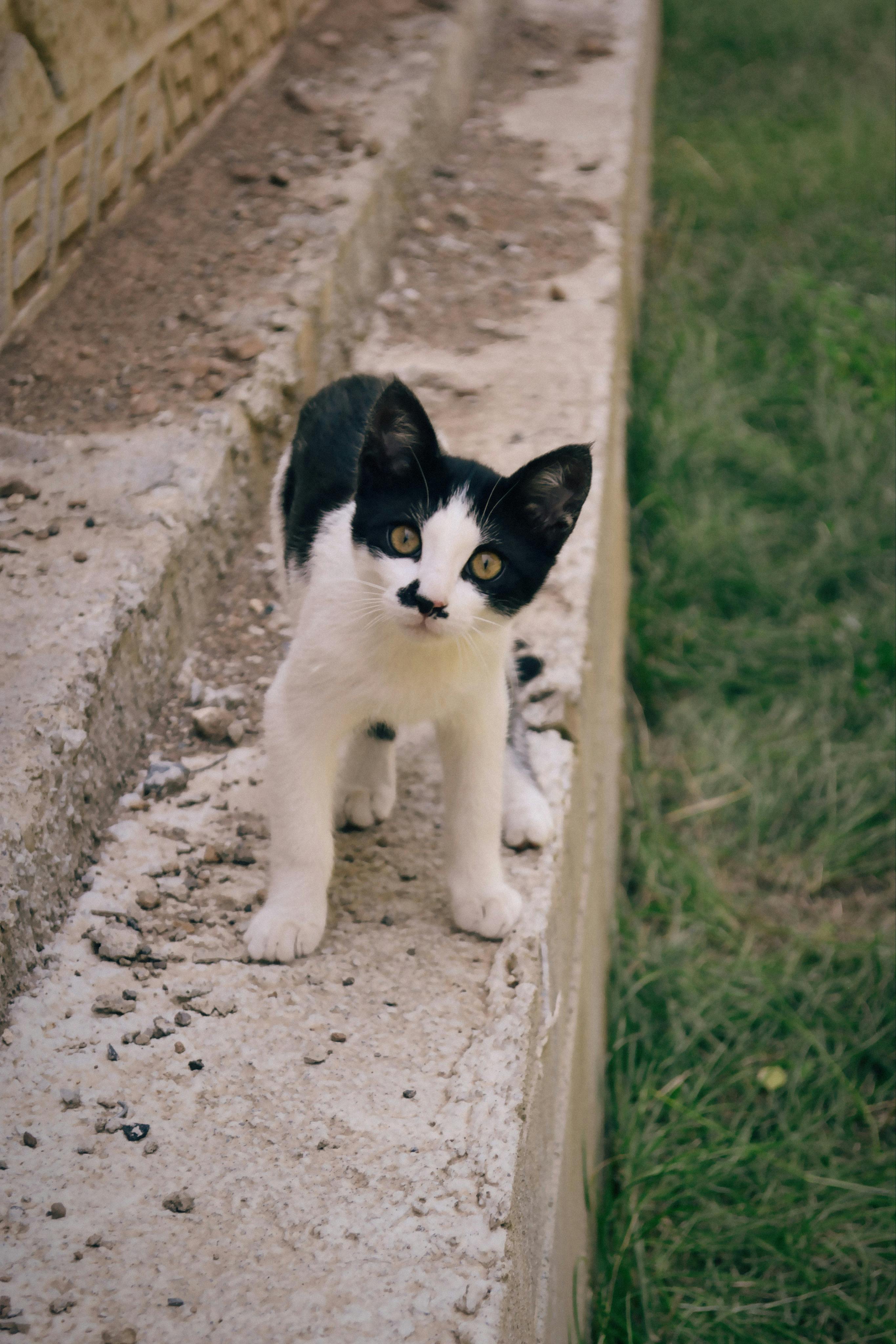 a black and white cat standing on a cement wall