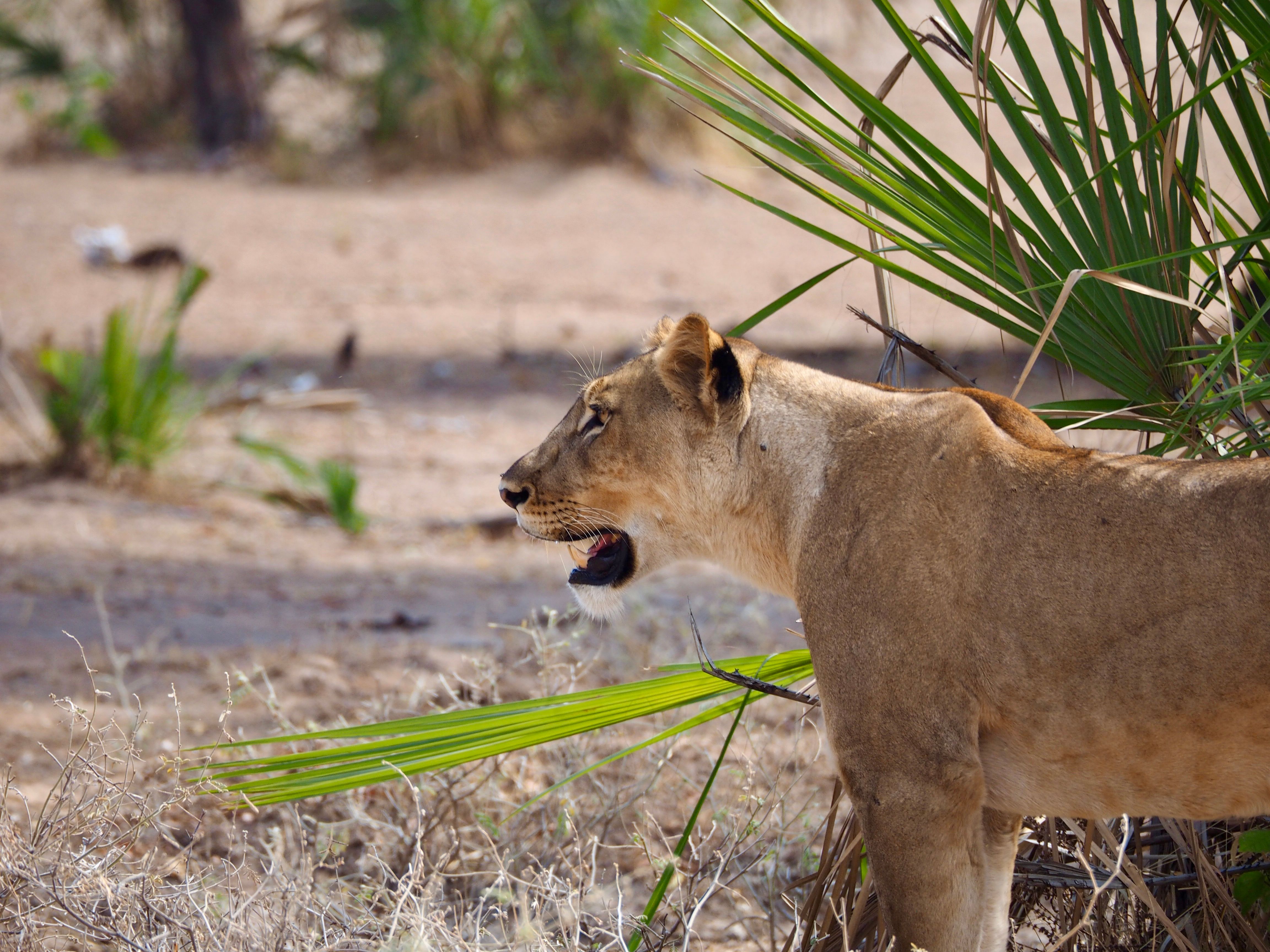 A lioness prowling through the dry savannah on an African safari, depicting wildlife in its natural habitat.