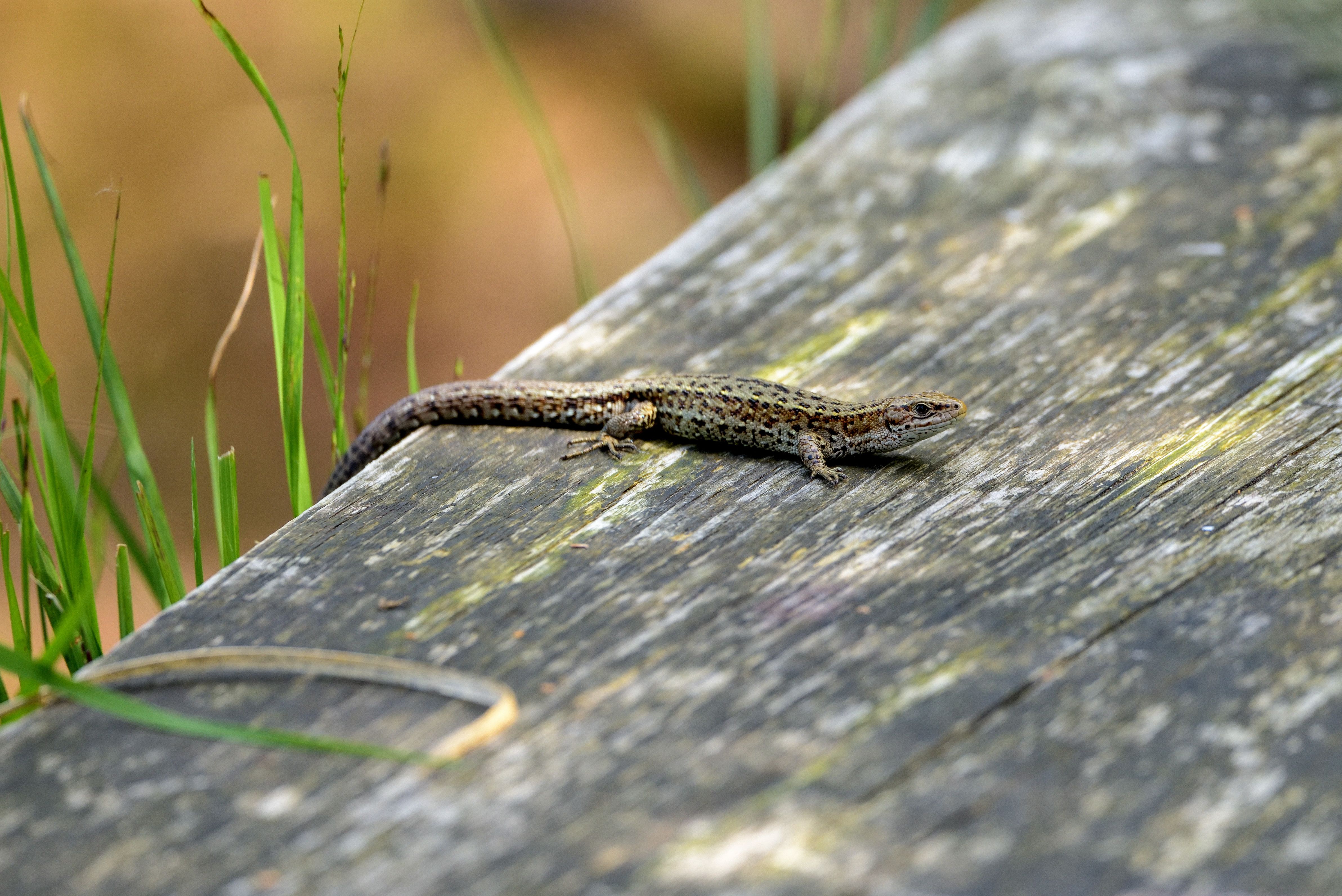 A lizard blends seamlessly with a wooden surface amidst a natural garden ambiance.
