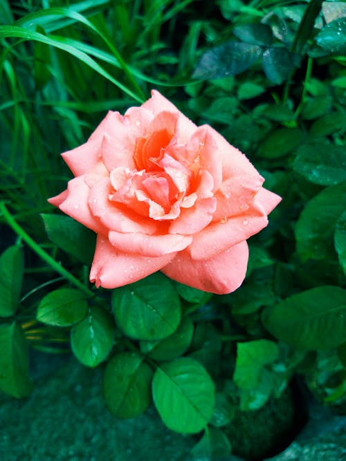 Free Pink Rose Flower Bloom Stock Photo