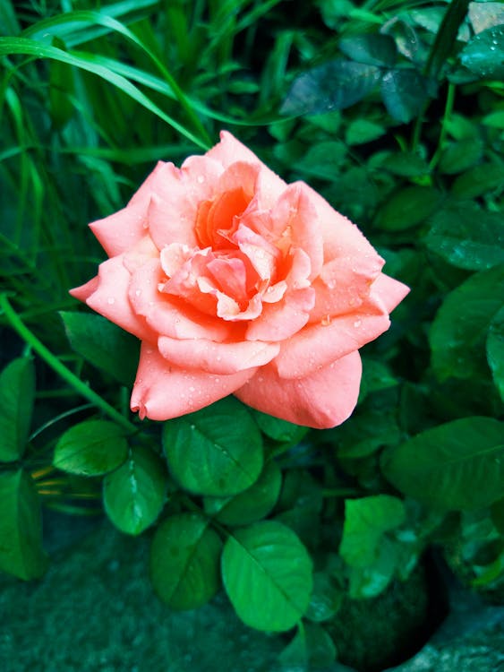 Pink Rose Flower Bloom