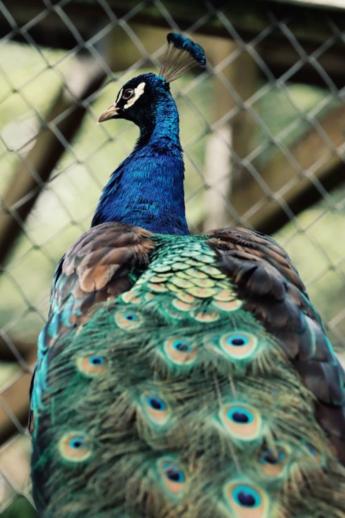 Free Detailed close-up shot of a vibrant blue peacock in Jönköping, Sweden. Stock Photo