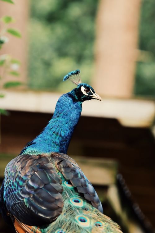 Free Close-up of a peacock in Jönköping, Sweden showcasing vibrant feathers. Stock Photo