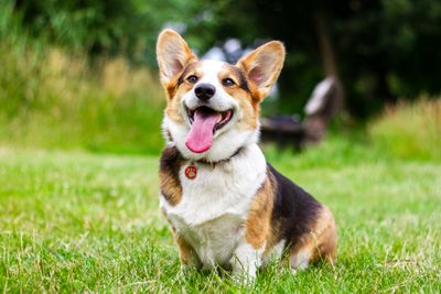 Doggy boarding and boot camp training facility