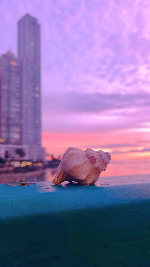 Free stock photo of buildings, sea, snail Stock Photo
