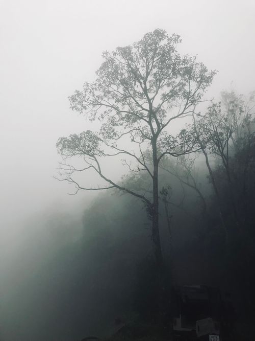 Free A lone tree stands silhouetted in a foggy, moody forest setting. Stock Photo