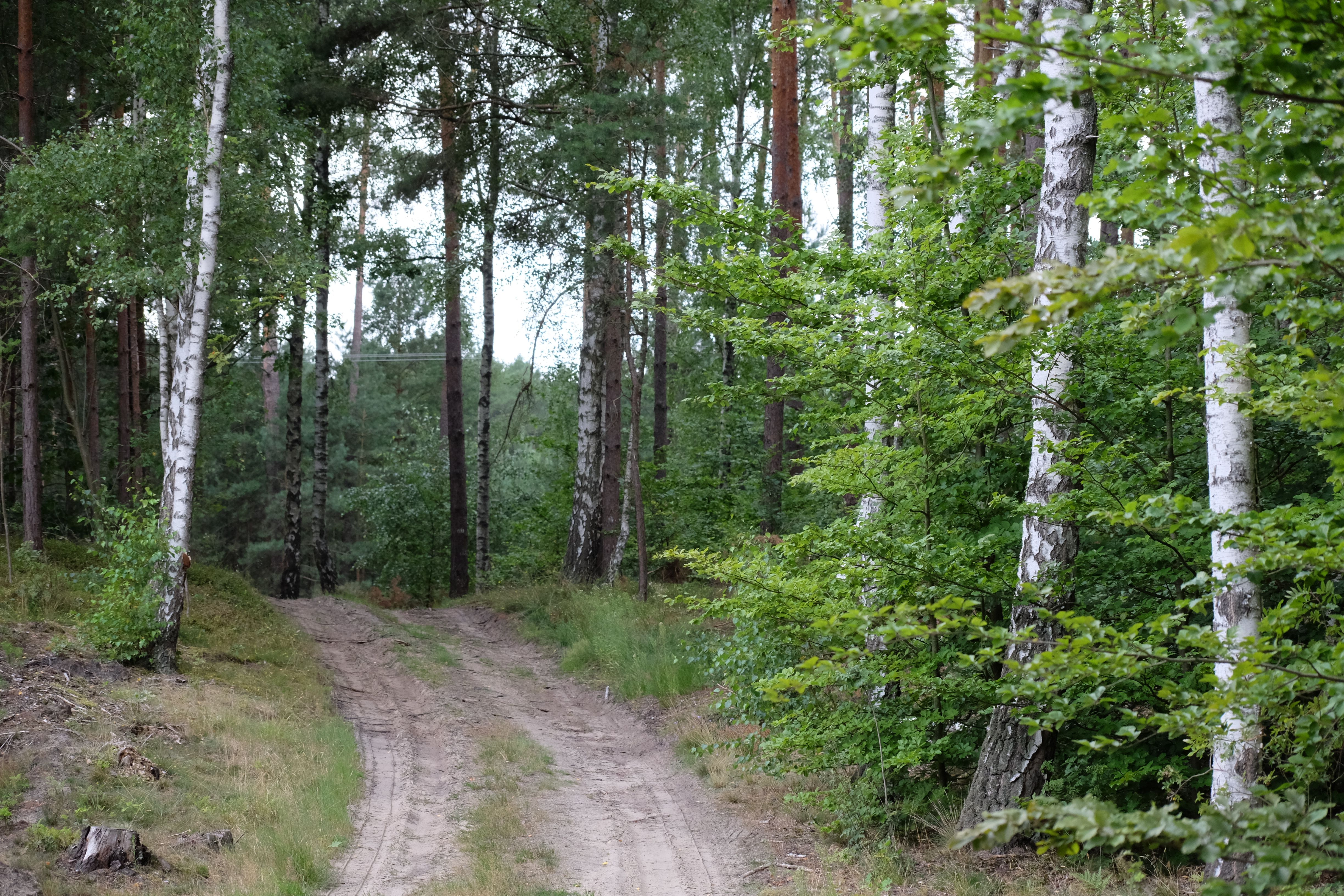 A dirt road in the woods with trees · Free Stock Photo