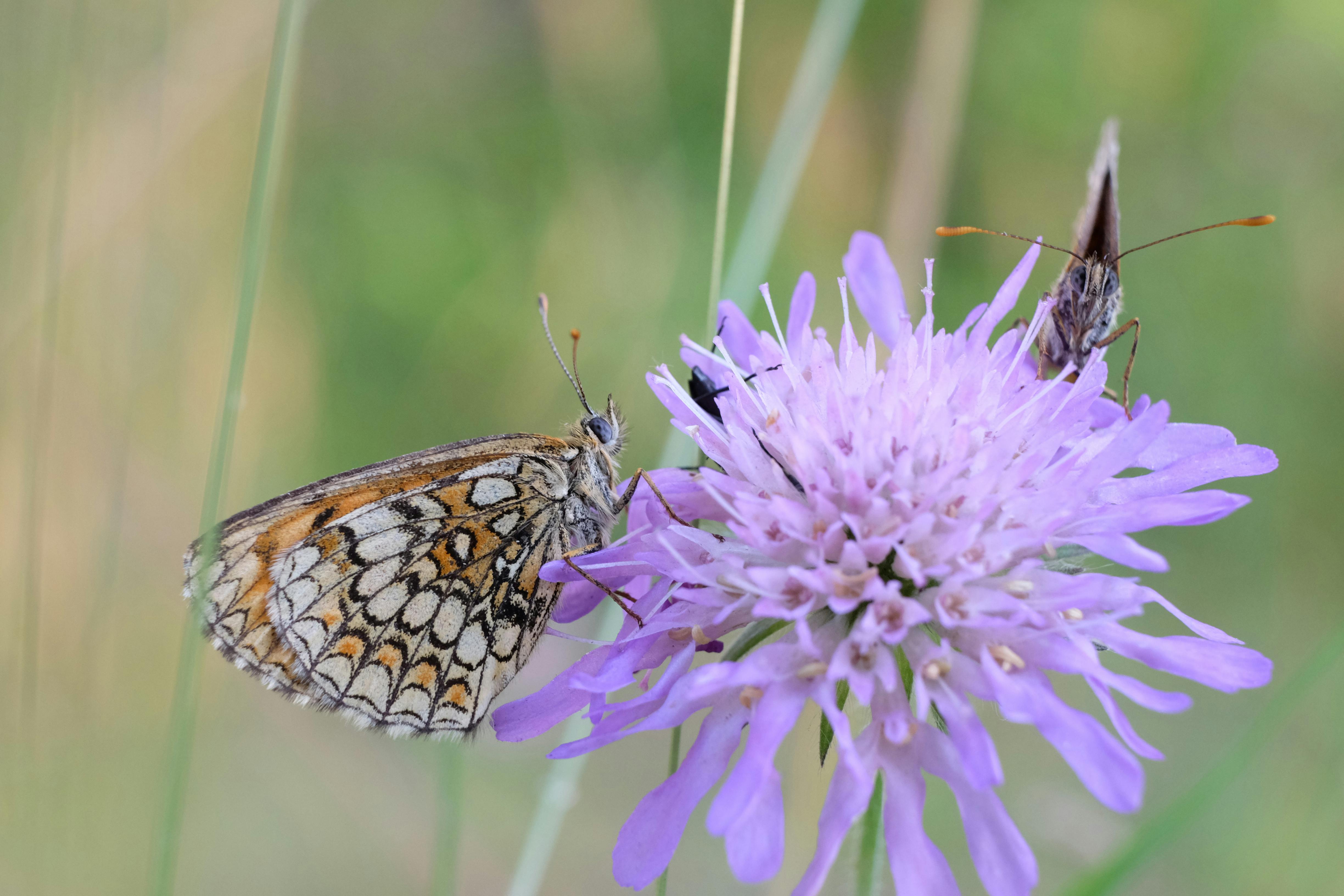 two butterflies on a purple flower in the grass