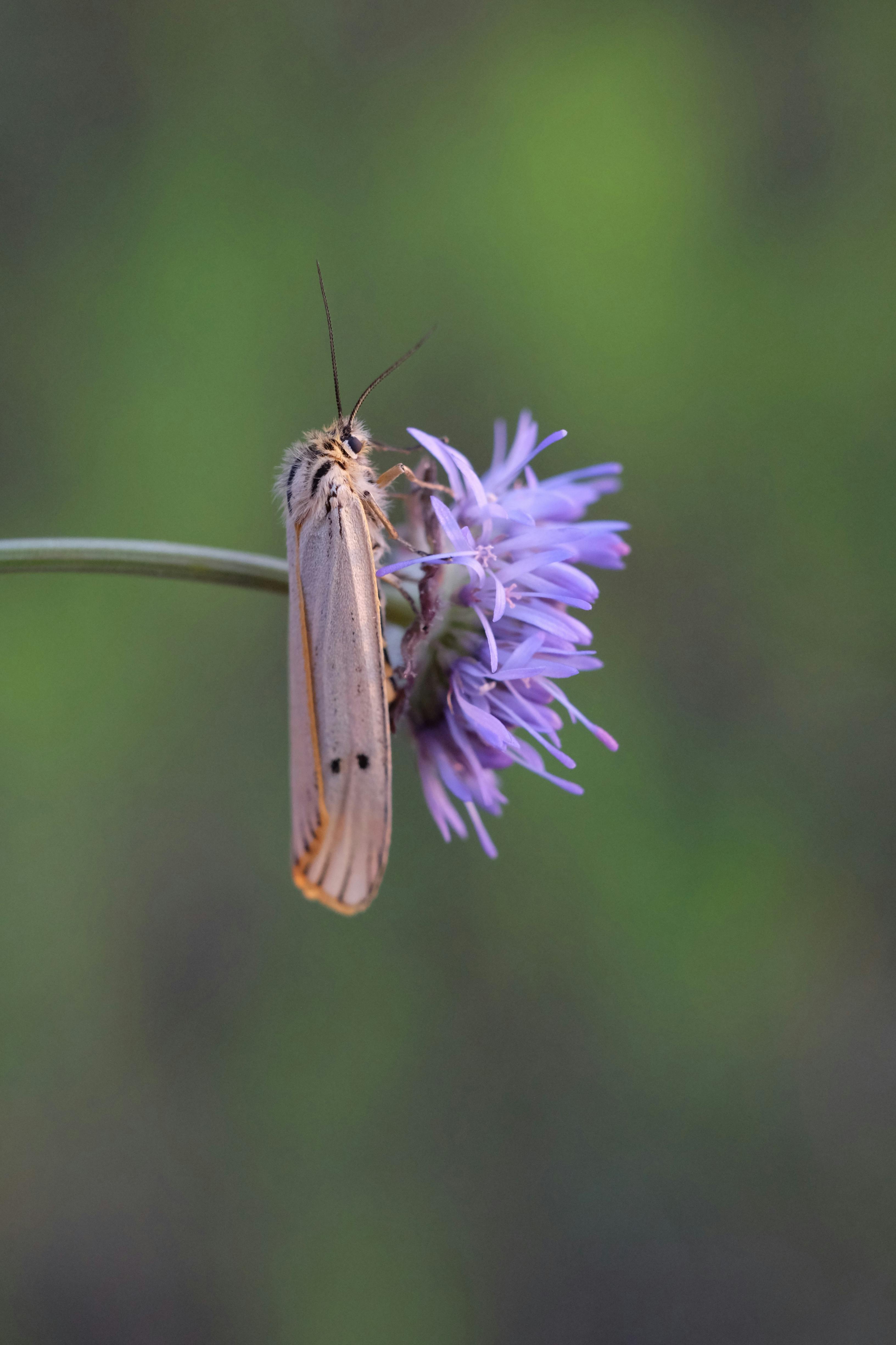 a moth is sitting on top of a purple flower