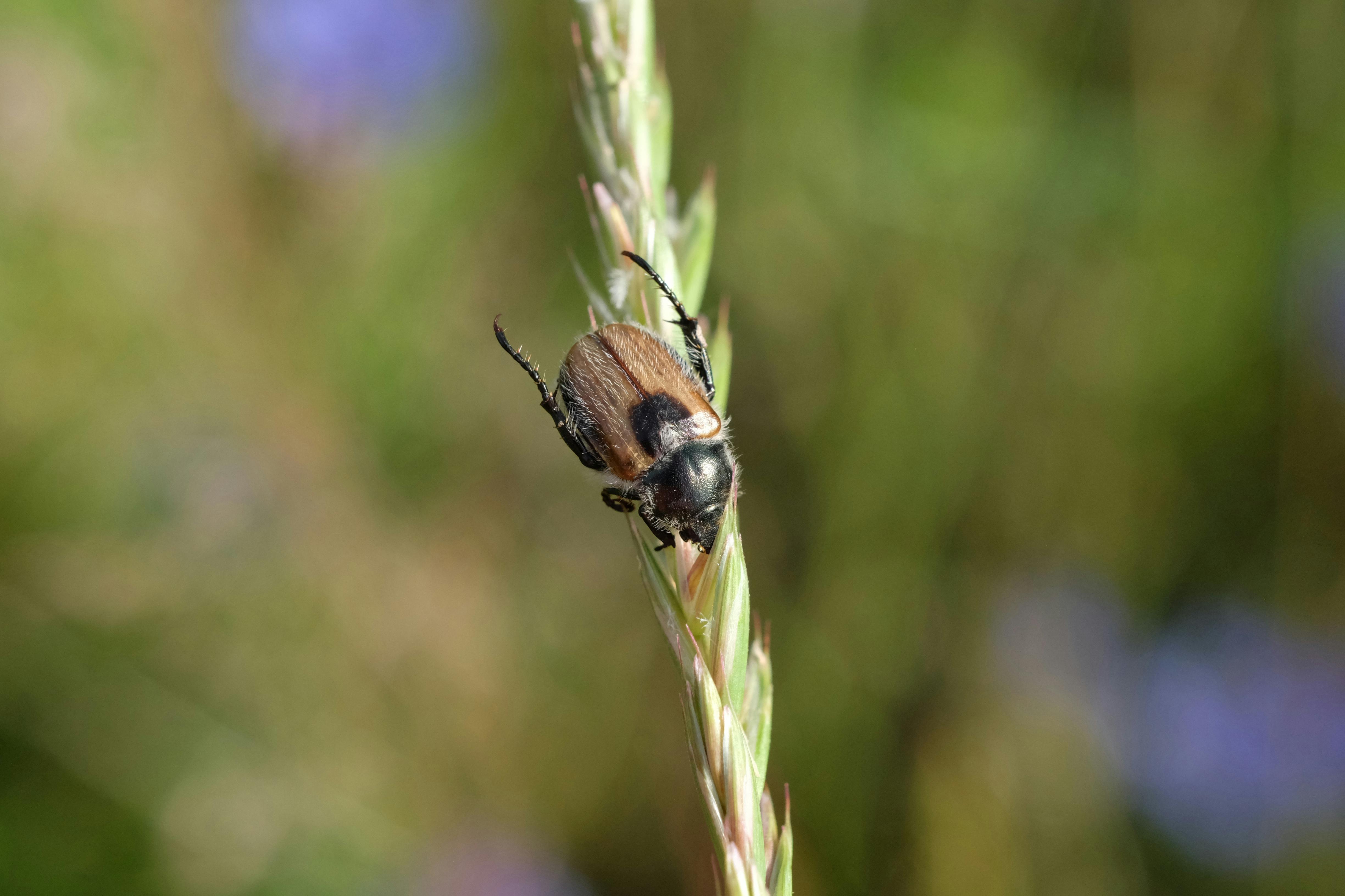 a beetle is sitting on top of a plant