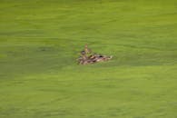 Ducks Swimming in a Green Pond