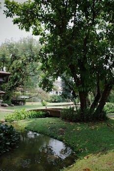 Explore the serene greenery and tranquil pond in a lush park setting in Chiang Mai, Thailand.
