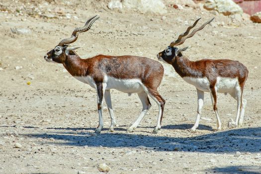 Two blackbucks walking in a dry, desert-like landscape, showcasing their elegant horns.