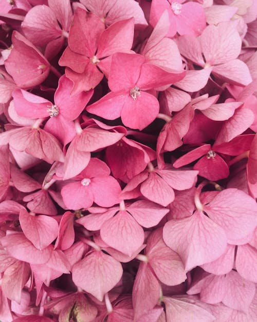 粉色花瓣的花朵特寫攝影