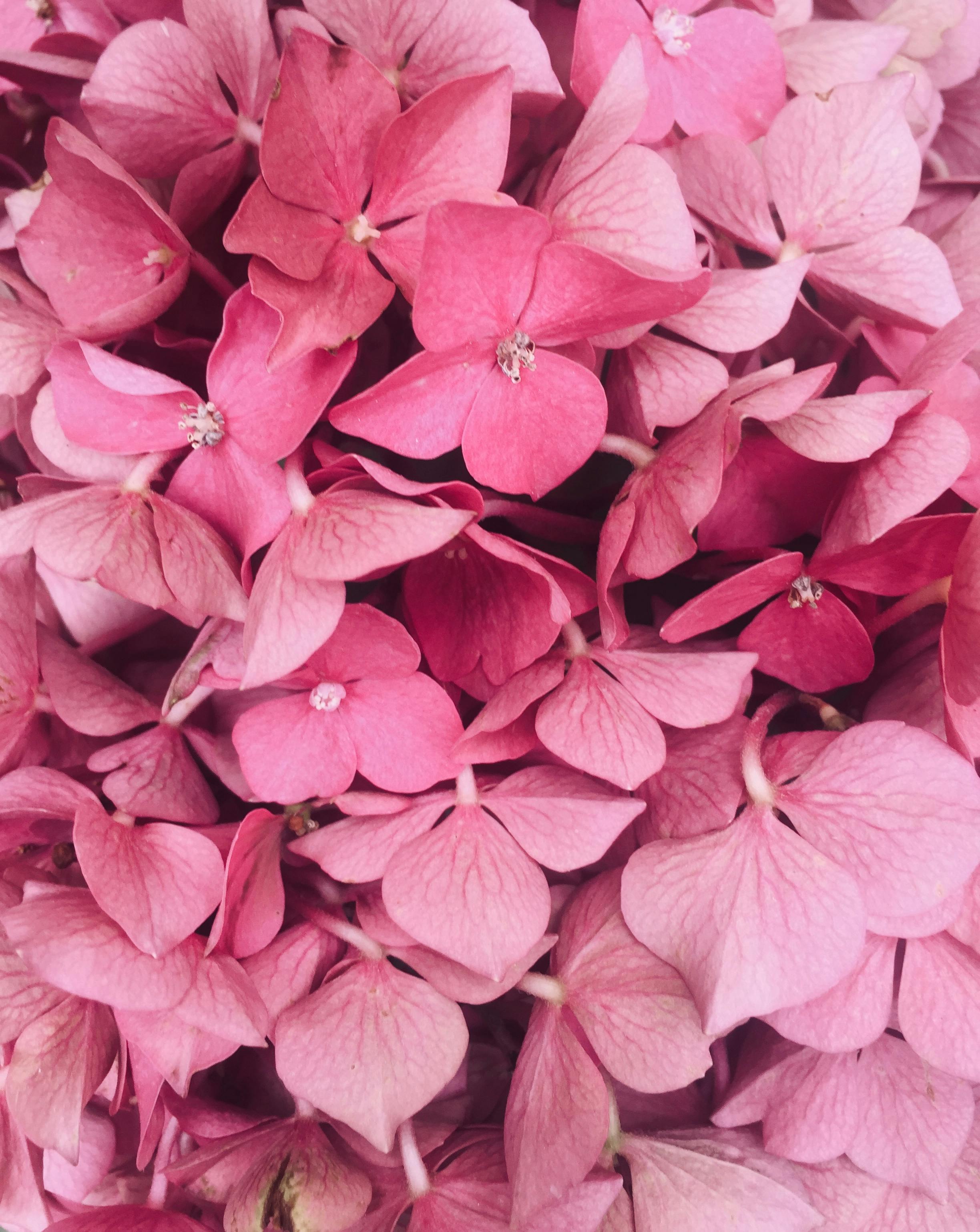pink flower images