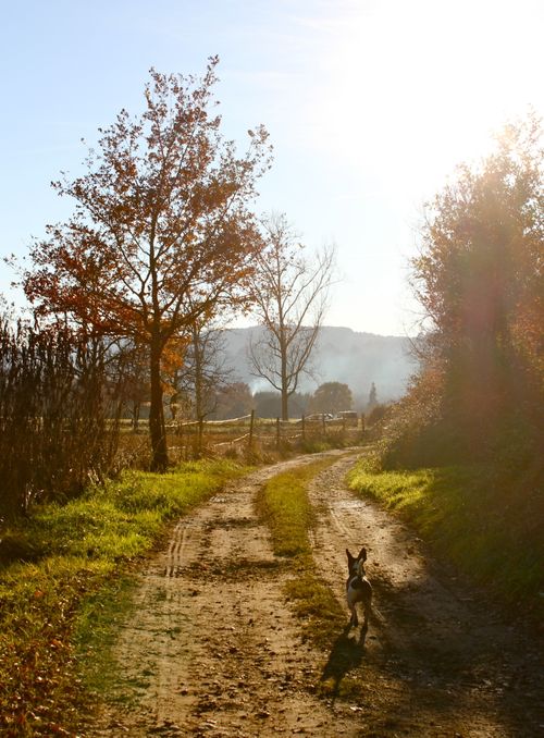Free A serene dog walk on a sunlit dirt track in the rural autumn landscape of Nonards, France. Stock Photo
