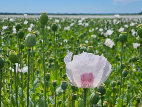 Free stock photo of green field, poppies Stock Photo