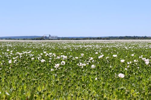 Free stock photo of green field, poppies Stock Photo