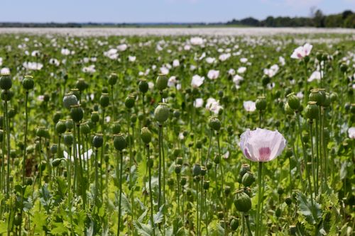 Free stock photo of green field, poppies Stock Photo