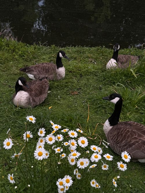 Free Four Canadian geese resting on green grass near a pond surrounded by daisy flowers. Stock Photo