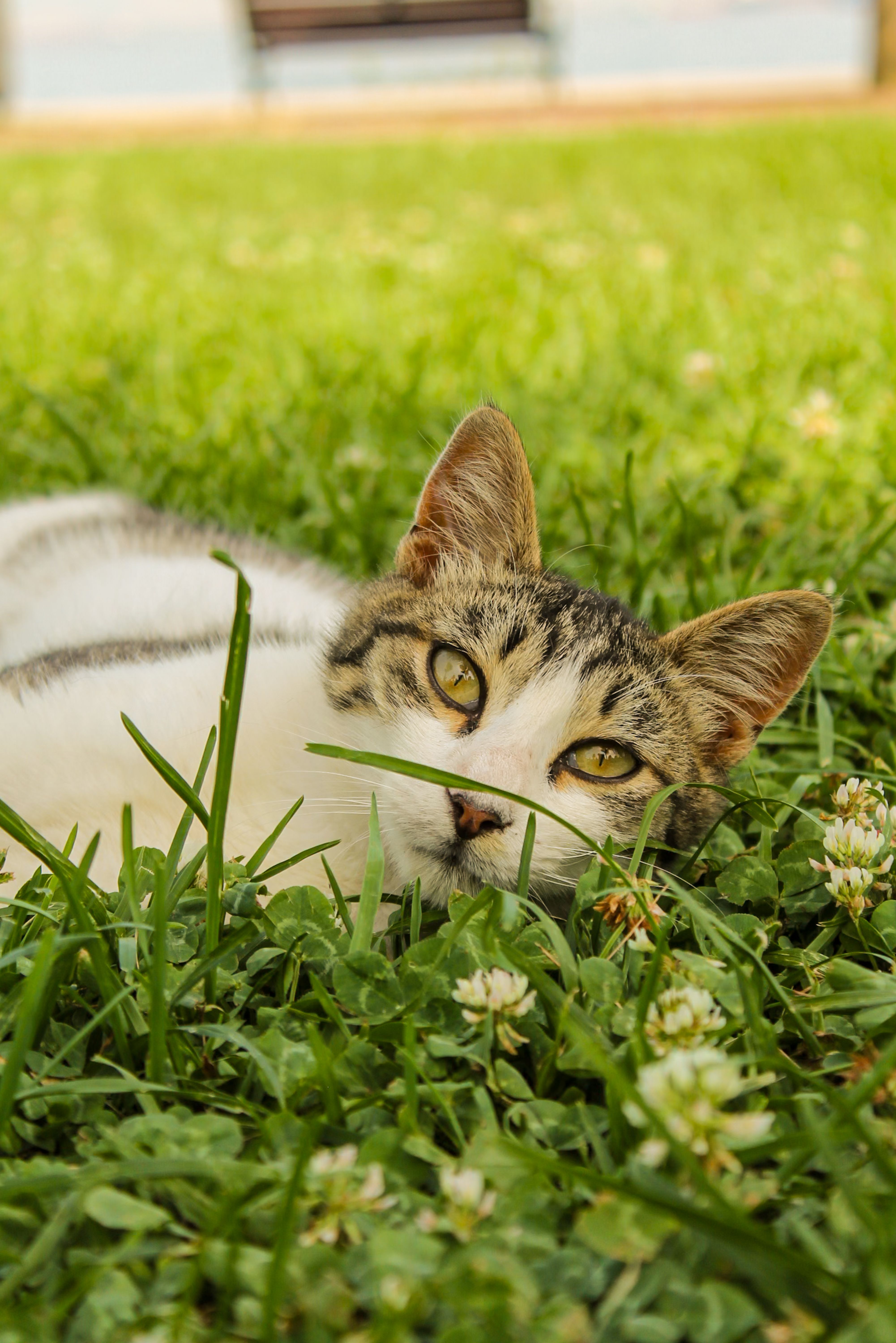 A cat laying in the grass with its eyes closed · Free Stock Photo