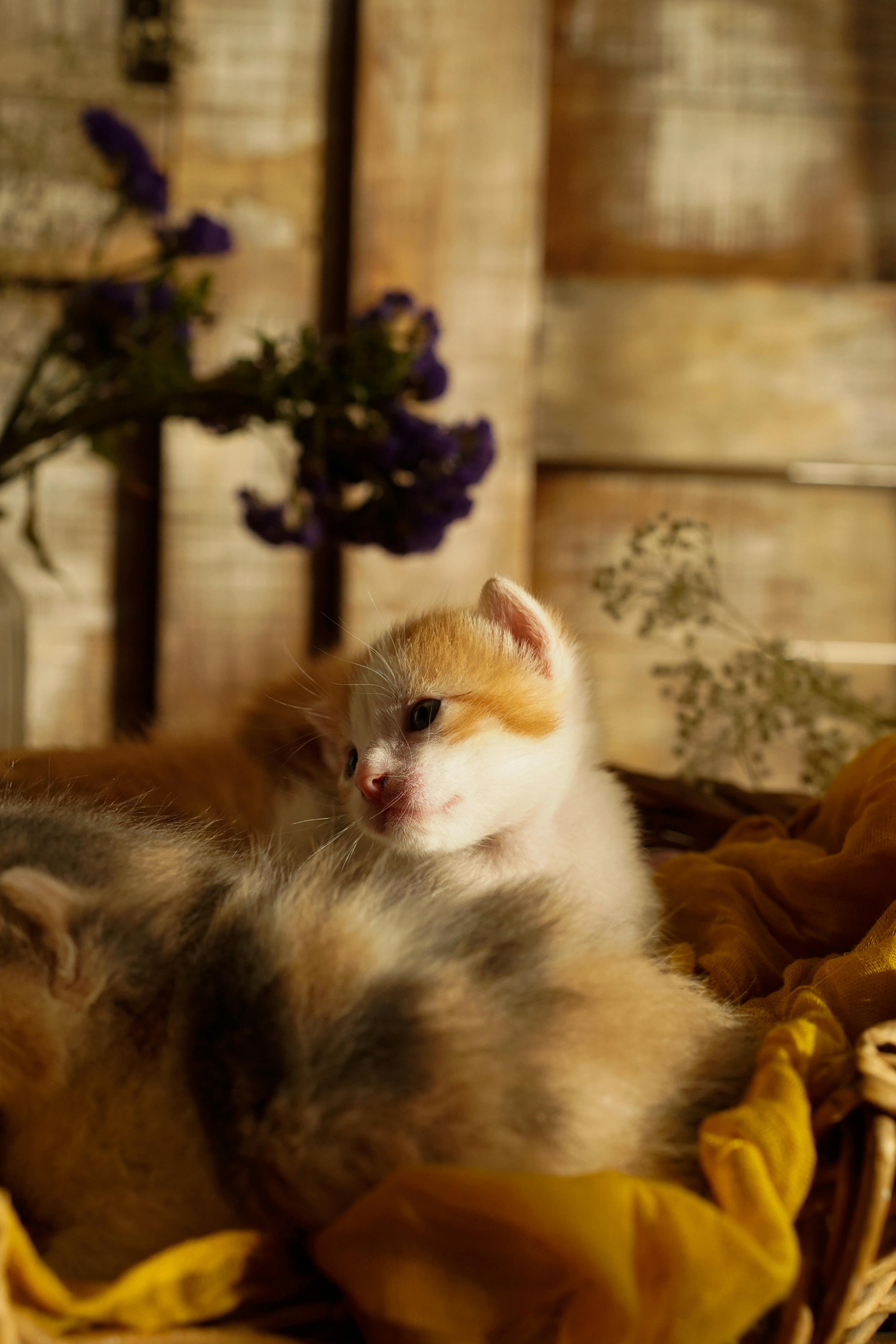 a kitten is laying in a basket with flowers