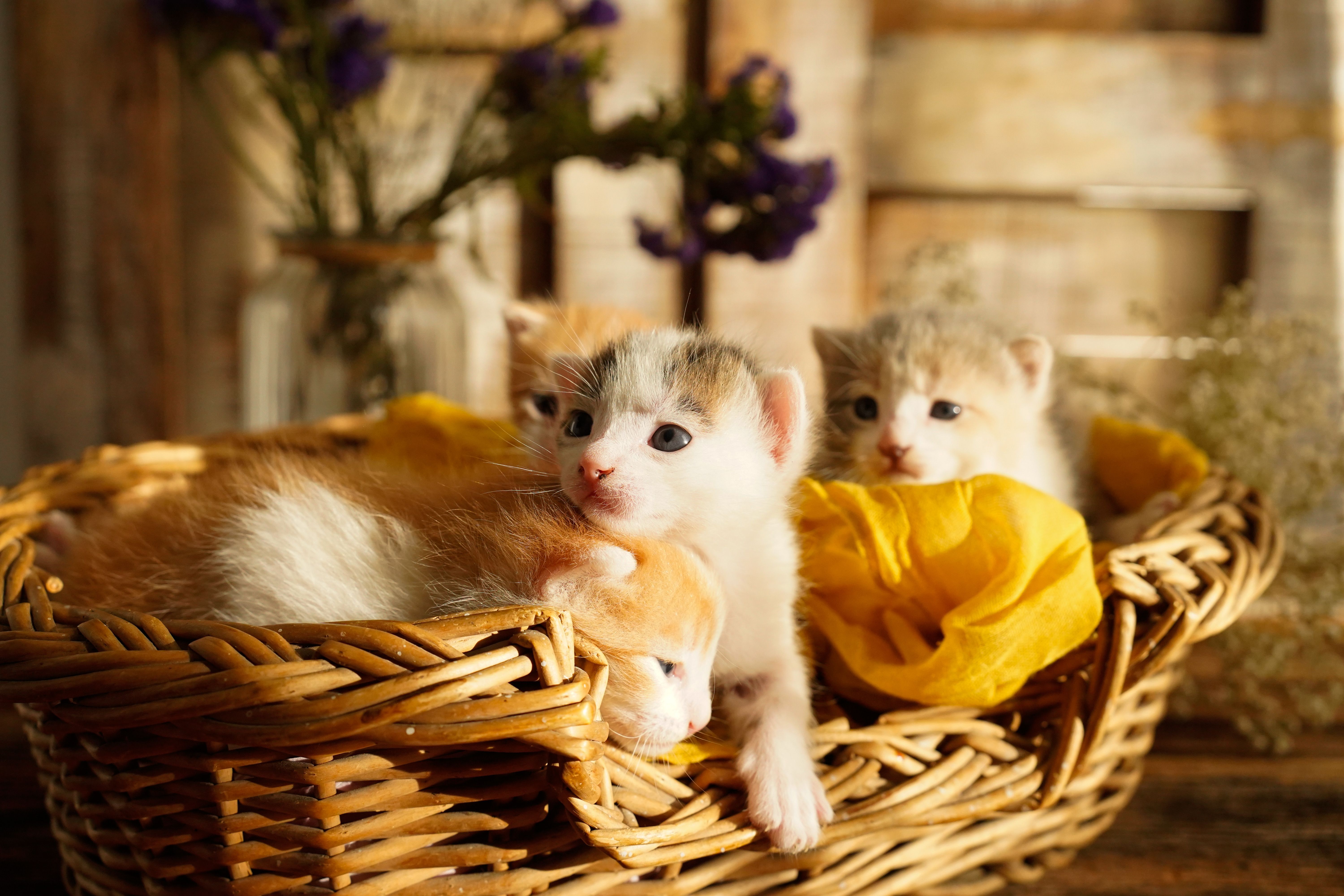 A small orange tabby kitten sitting alertly on a wooden floor, looking curious.