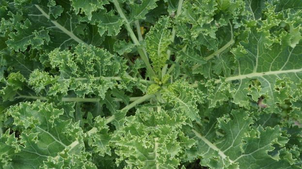 100% Baby Kale