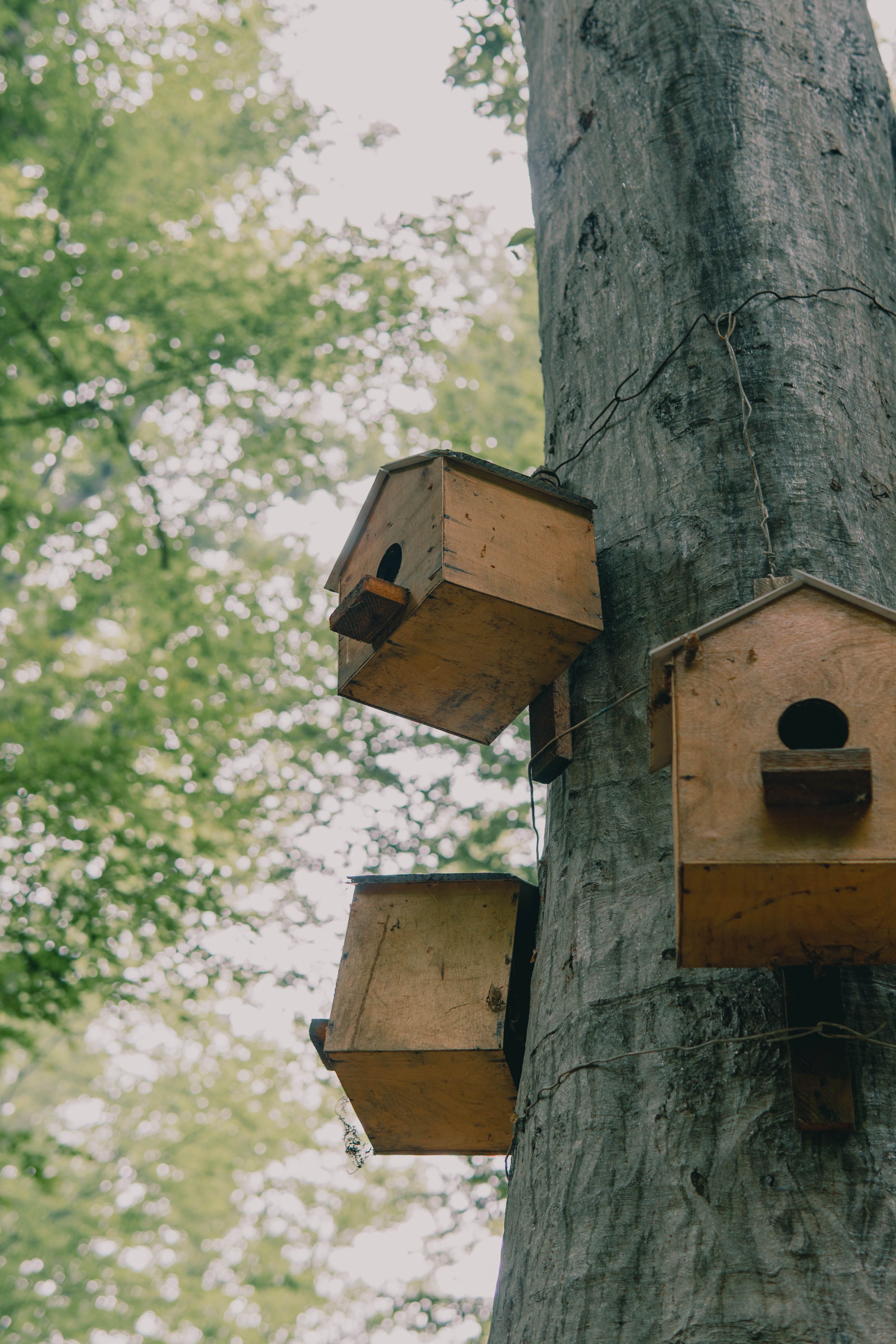 Birdhouses on a tree · Free Stock Photo