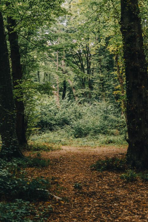 Free A tranquil forest trail surrounded by lush trees and mist, creating a peaceful autumn atmosphere. Stock Photo