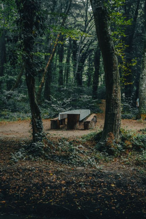 Free A tranquil forest scene with a rustic wooden picnic table surrounded by tall trees. Stock Photo